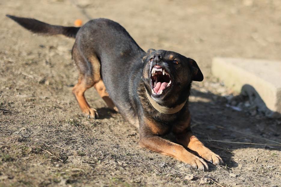 A dog with its mouth open

AI-generated content may be incorrect.